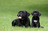 CANE CORSO 1192